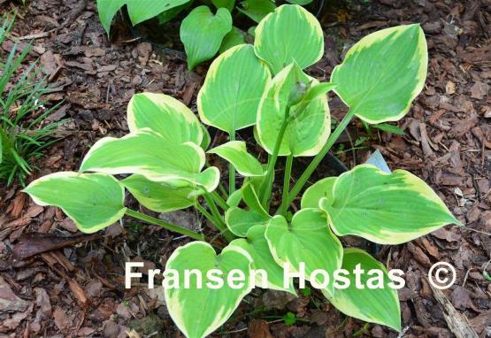 Hosta Forest Fireworks